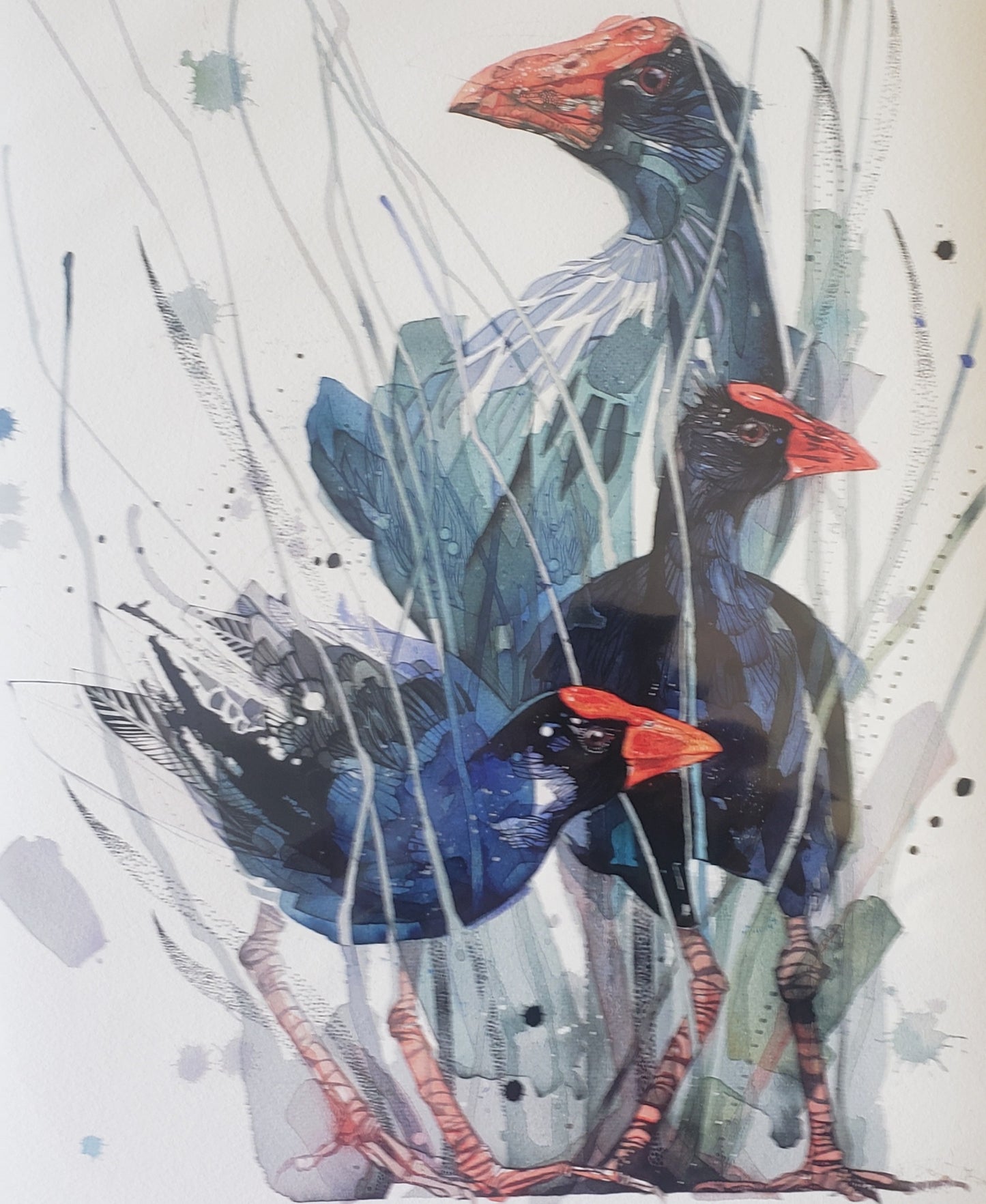 Bluesy Pukeko