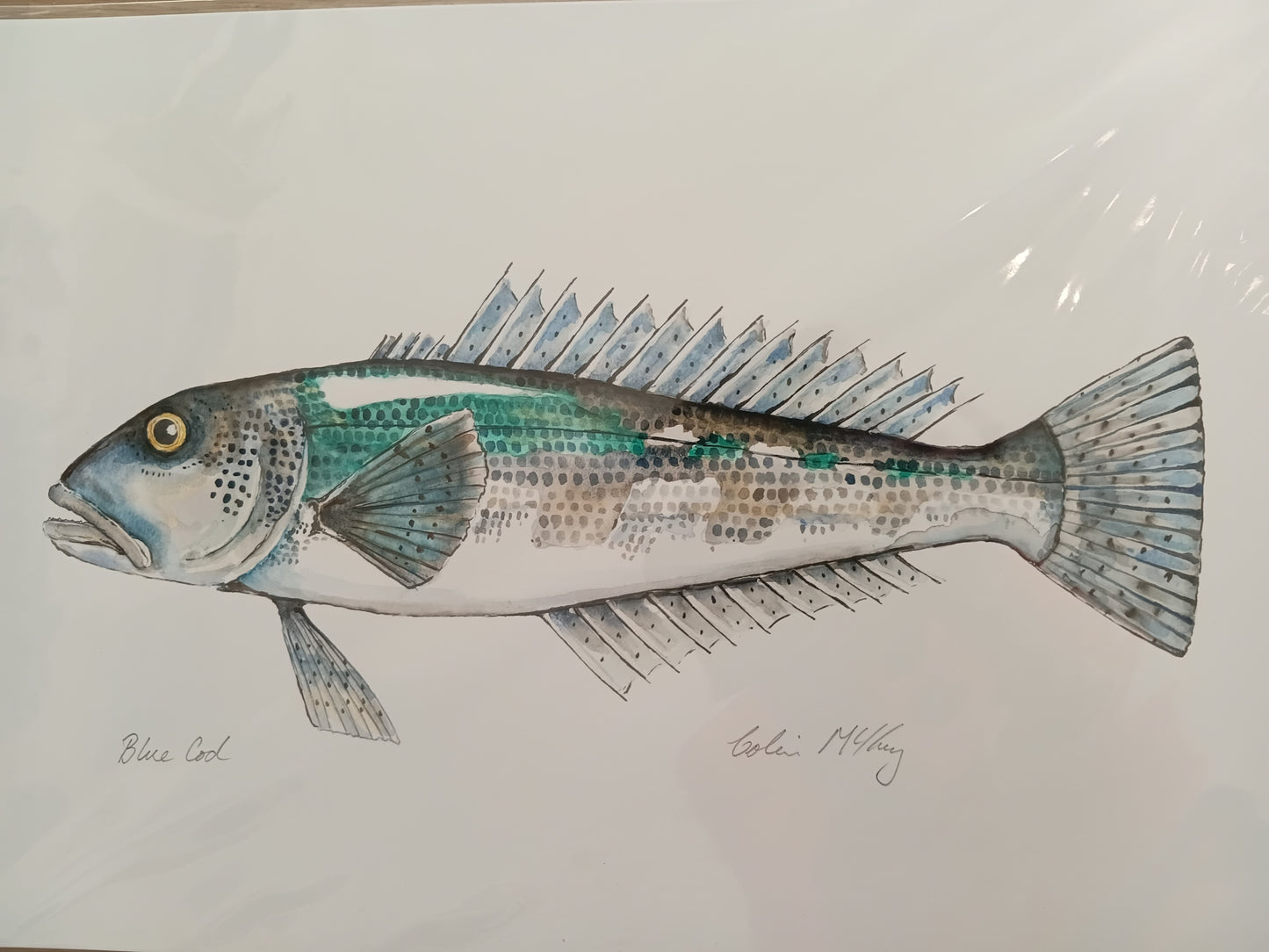 A2 Bluey Blue Cod Watercolur Print