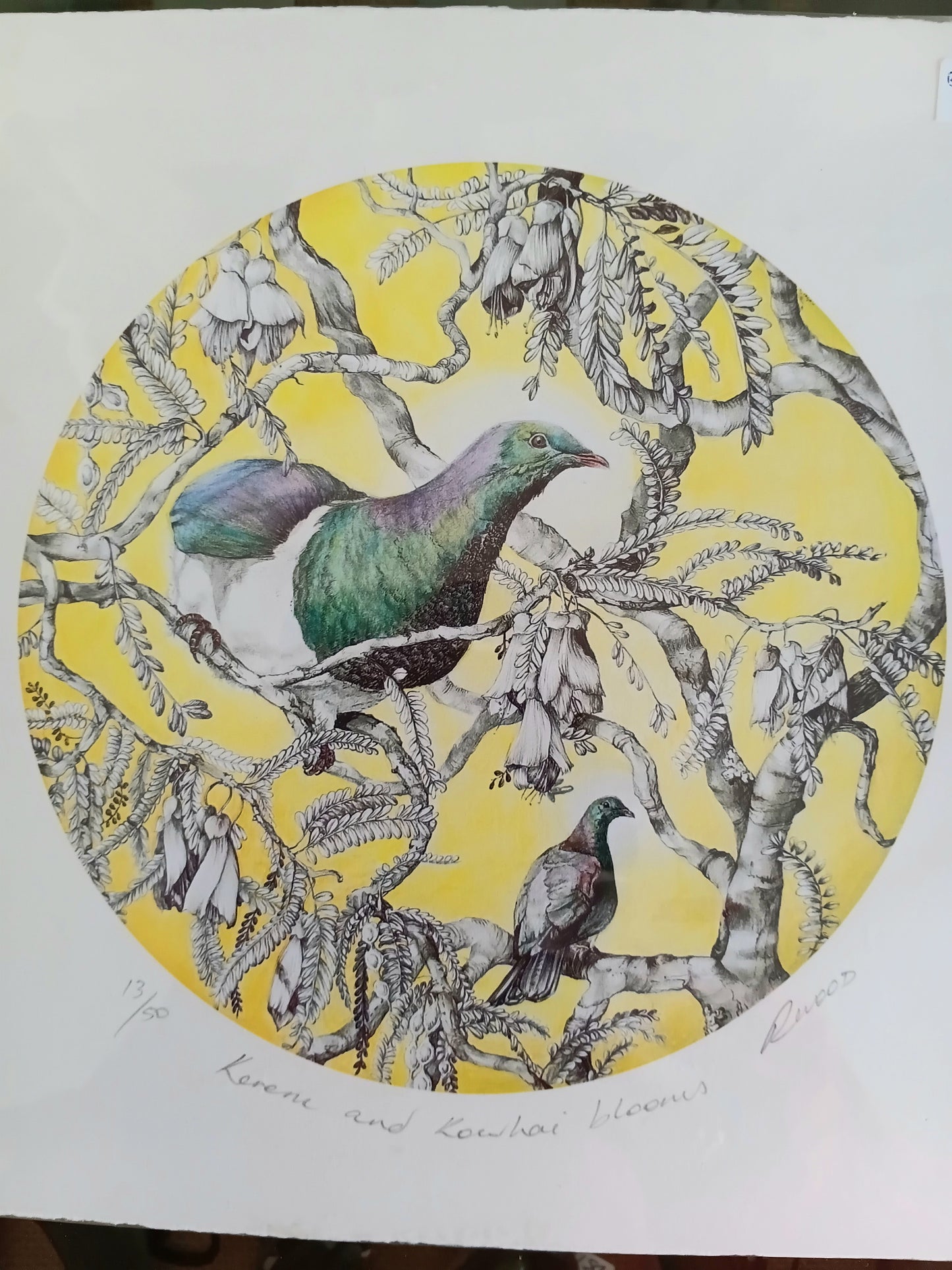 Kereru and Kowhai blooms
