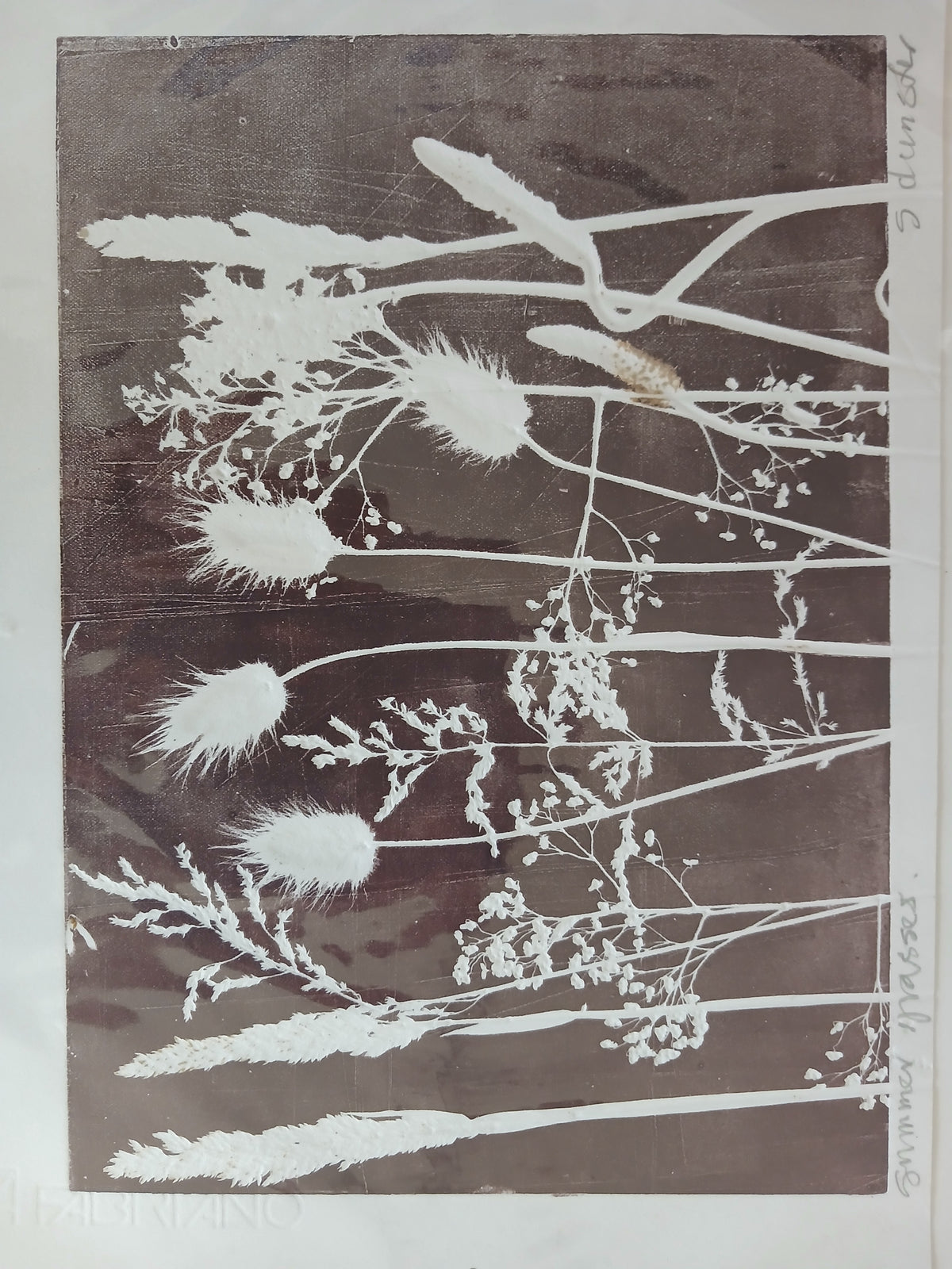 Summer Grasses II Print