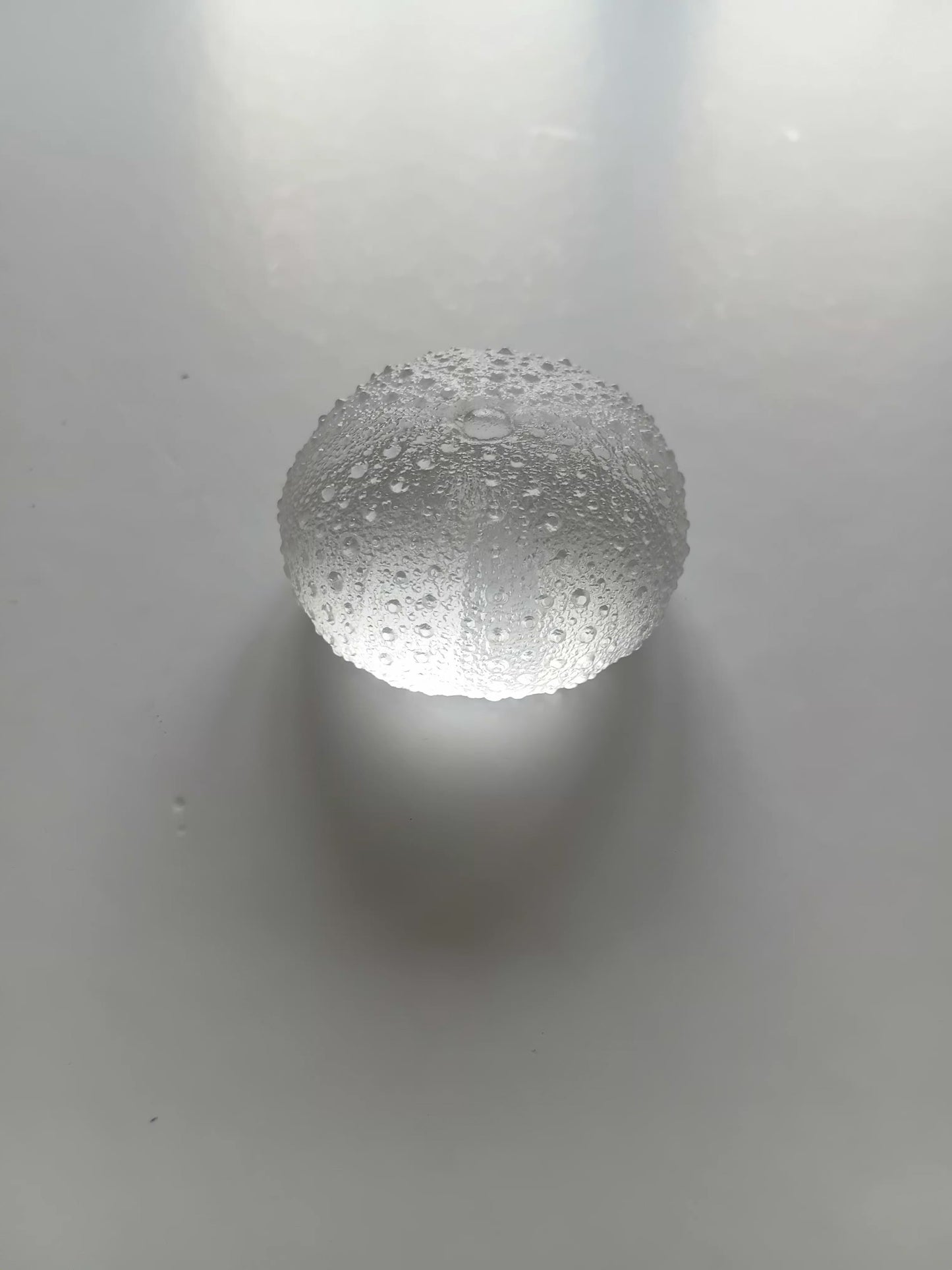 Meduim Glass Urchin -Clear/White 47mm