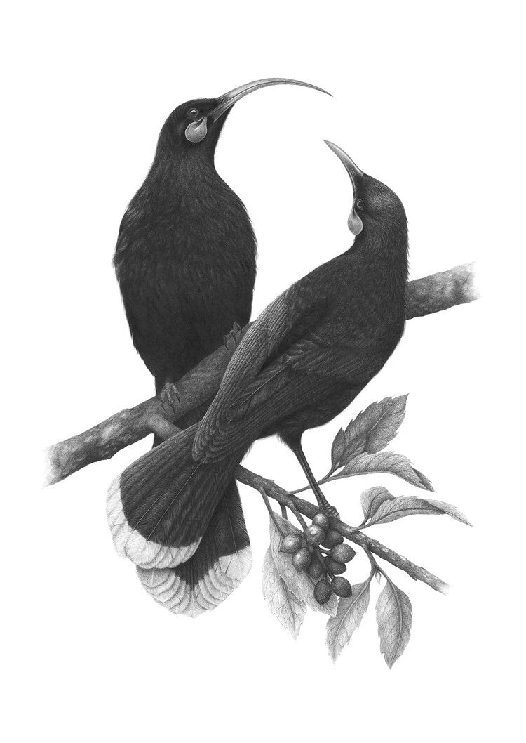 A4 A Lost Harmony - Huia 19/80