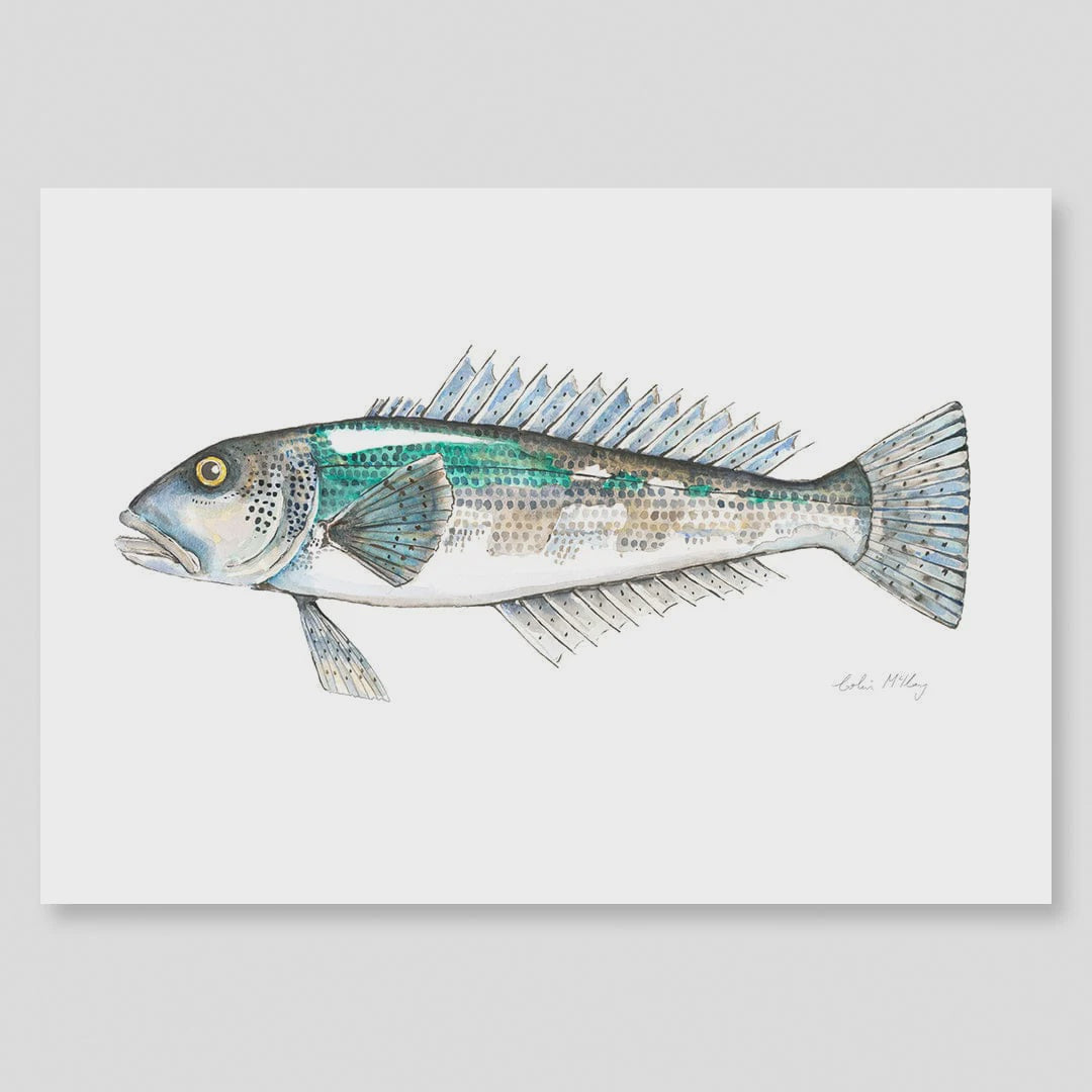 A3 Blue Cod Watercolour Print