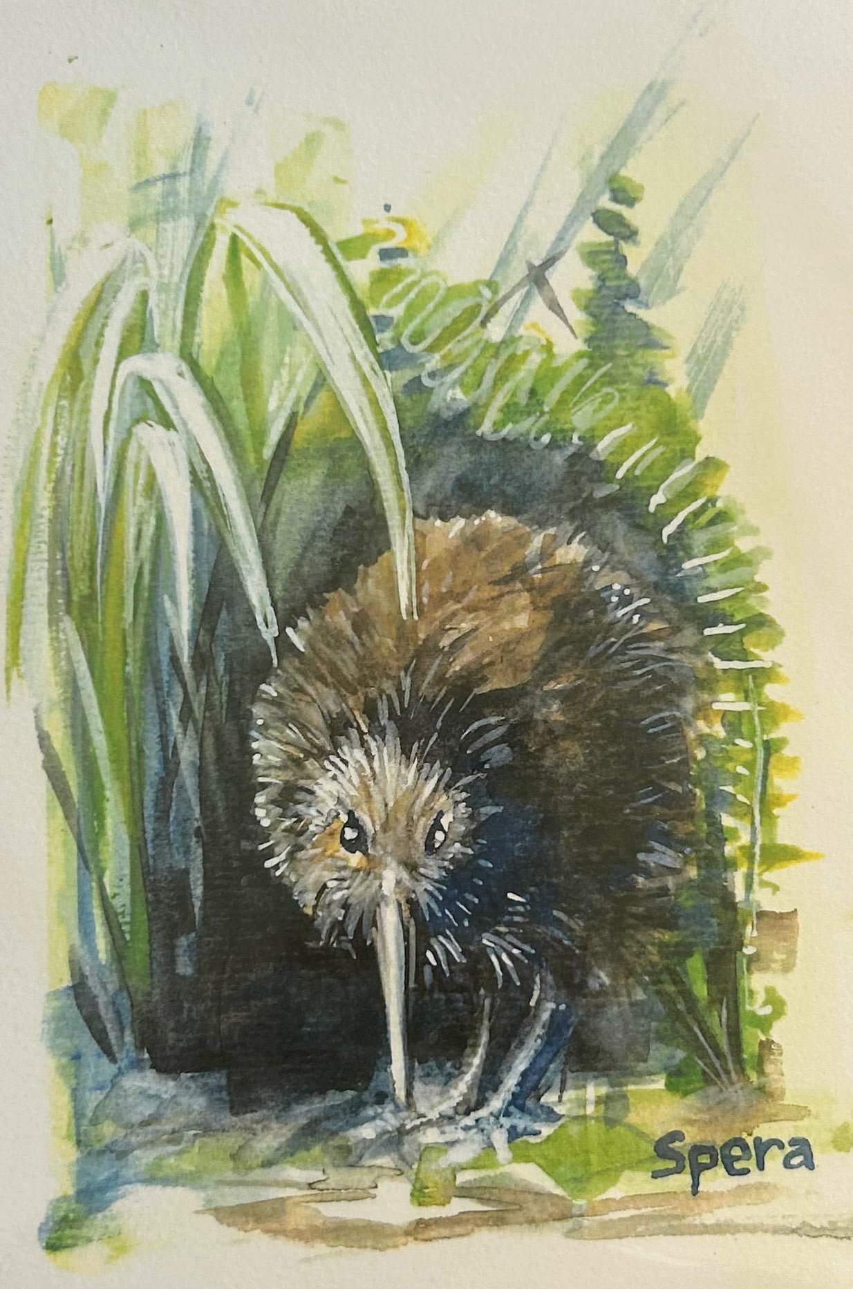 A5 Kiwi's night stroll/ Early bird