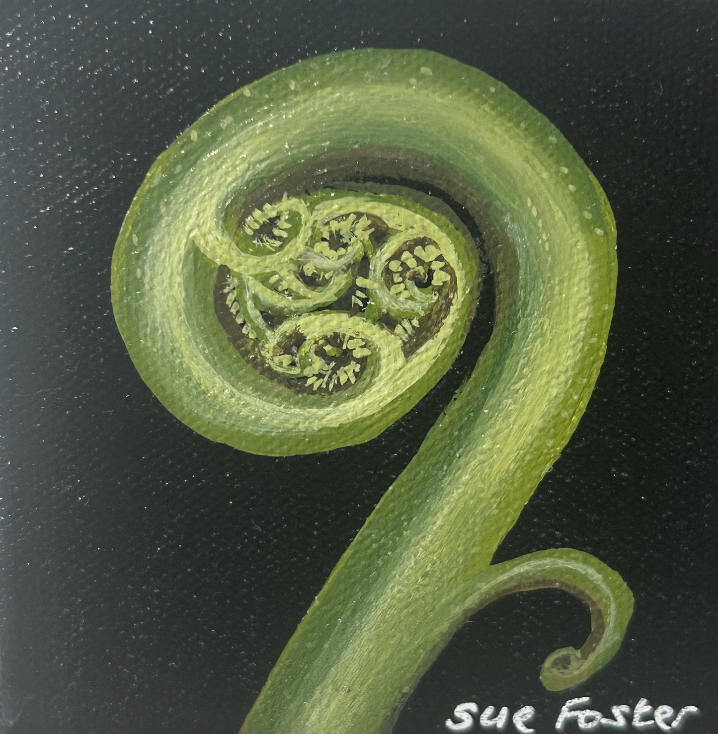 Koru on Black Canvas