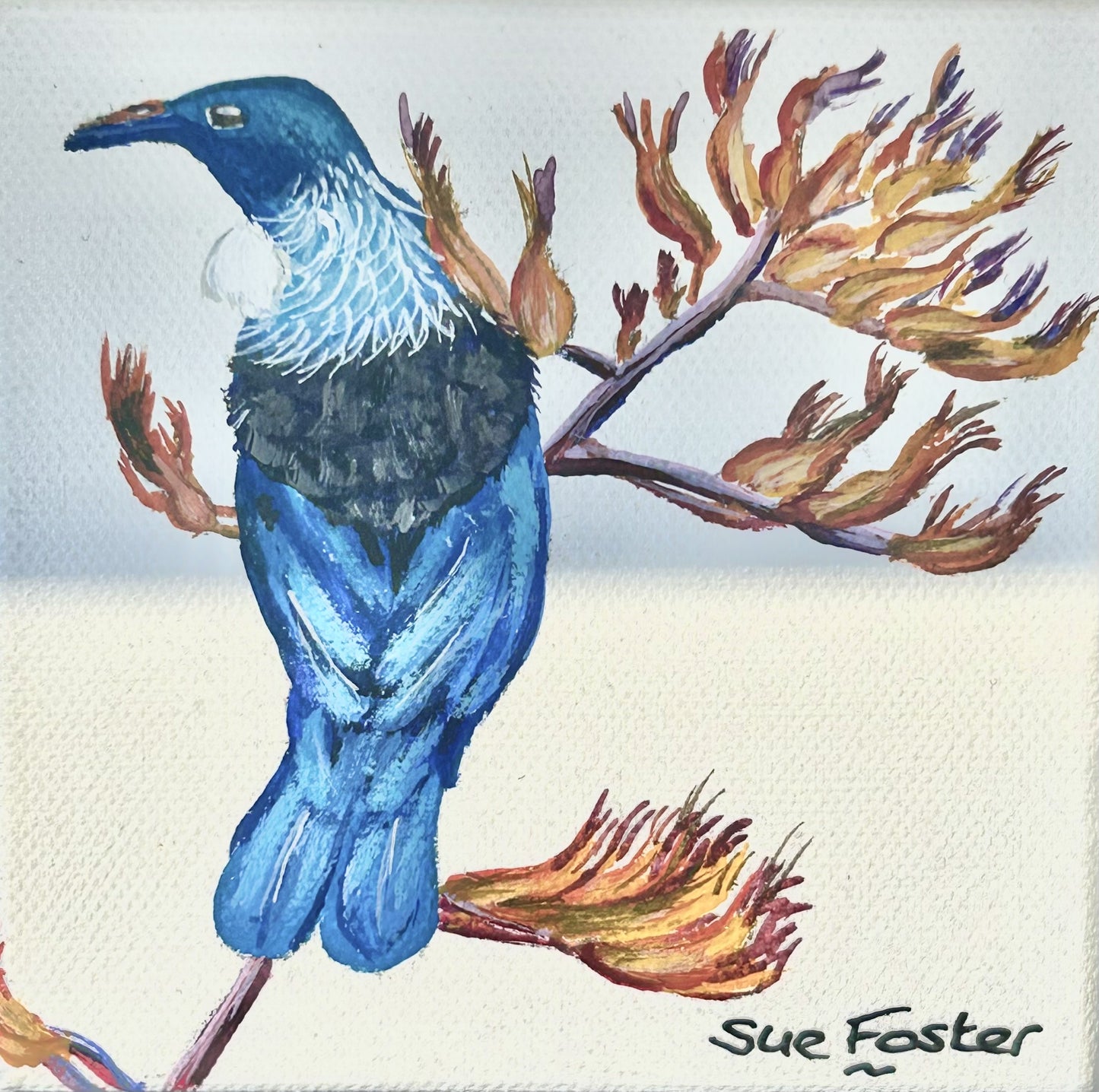 Tui on White Canvas