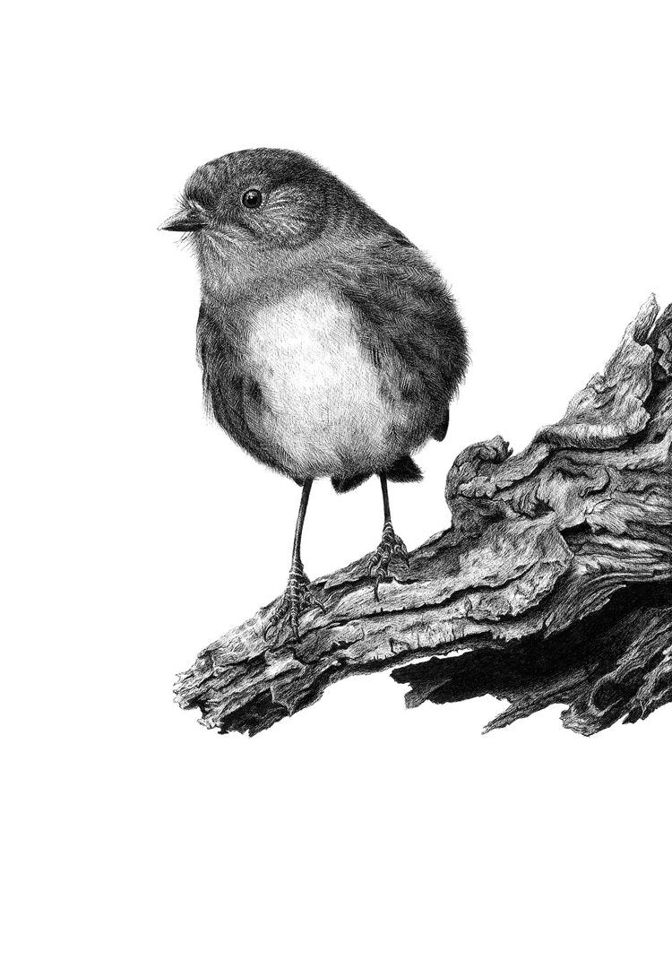 A4 Inquisitive Robin 58/80 and 60/80