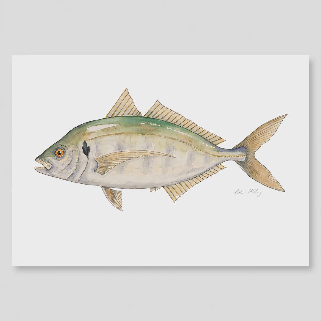 A4 Trevally Watercolour Print