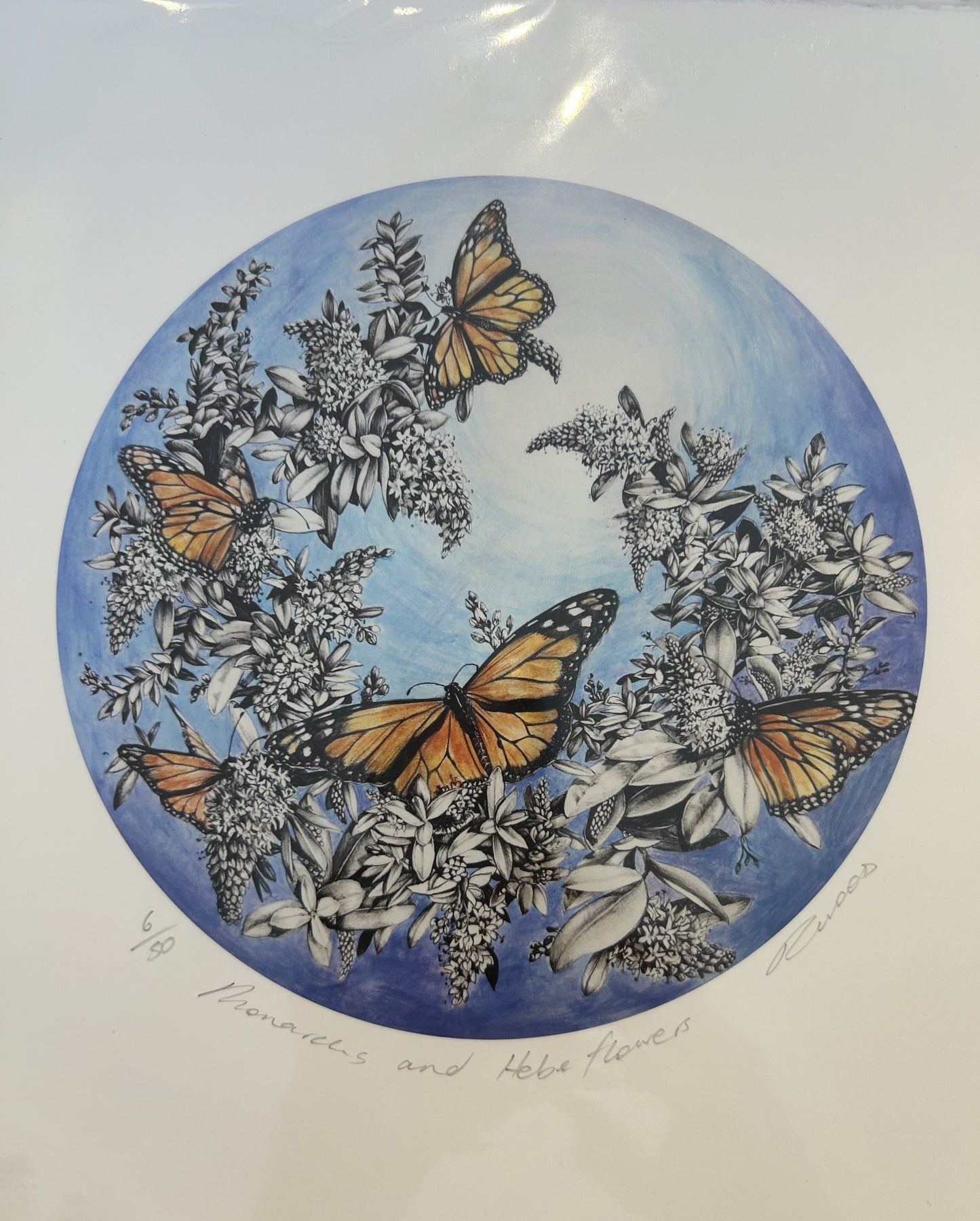 Pencil Drawings Rounds