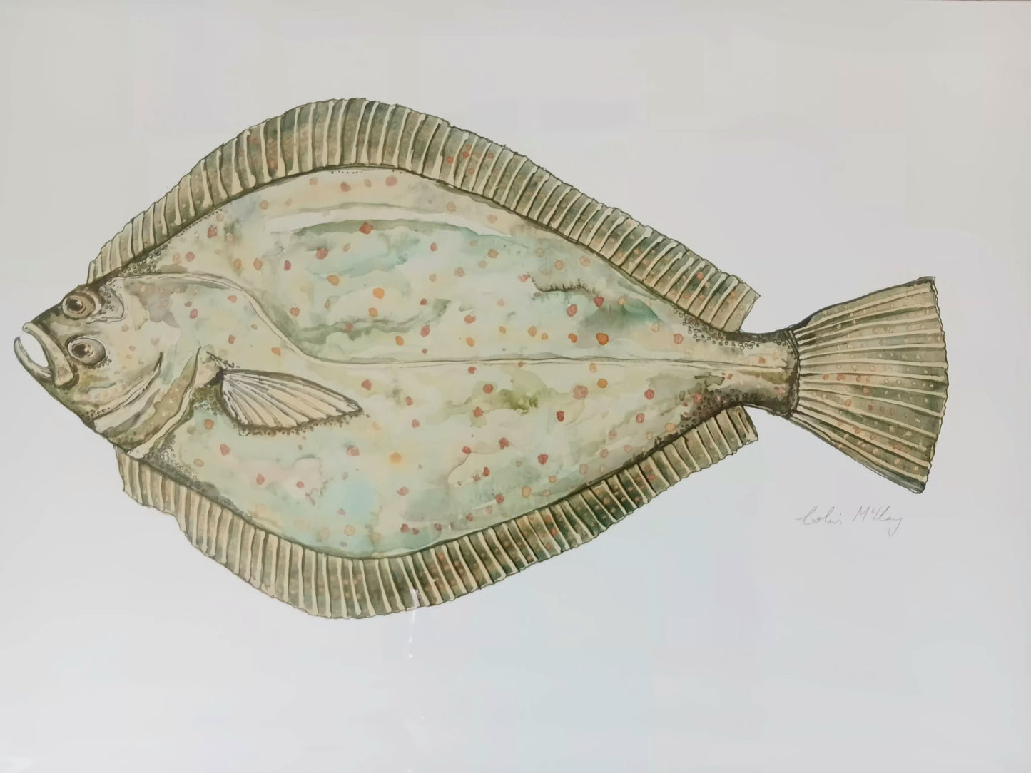 A3 Flo Flounder Watercolour print