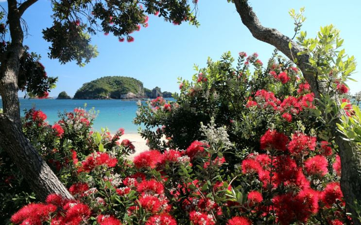 Hahei Pa - Pohutukawa Triptych