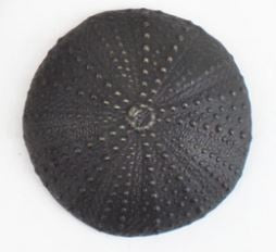 Kina - Medium Wall Mount