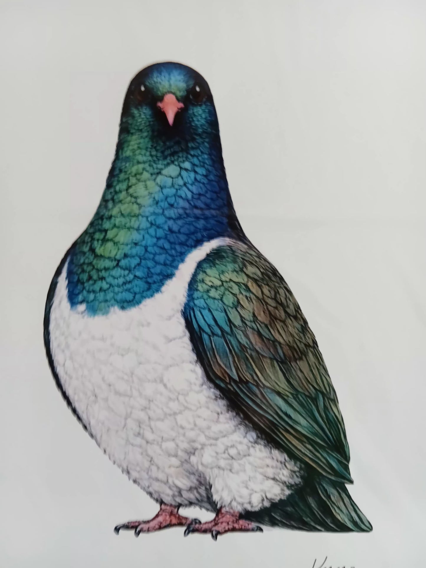 A4 Kereru print