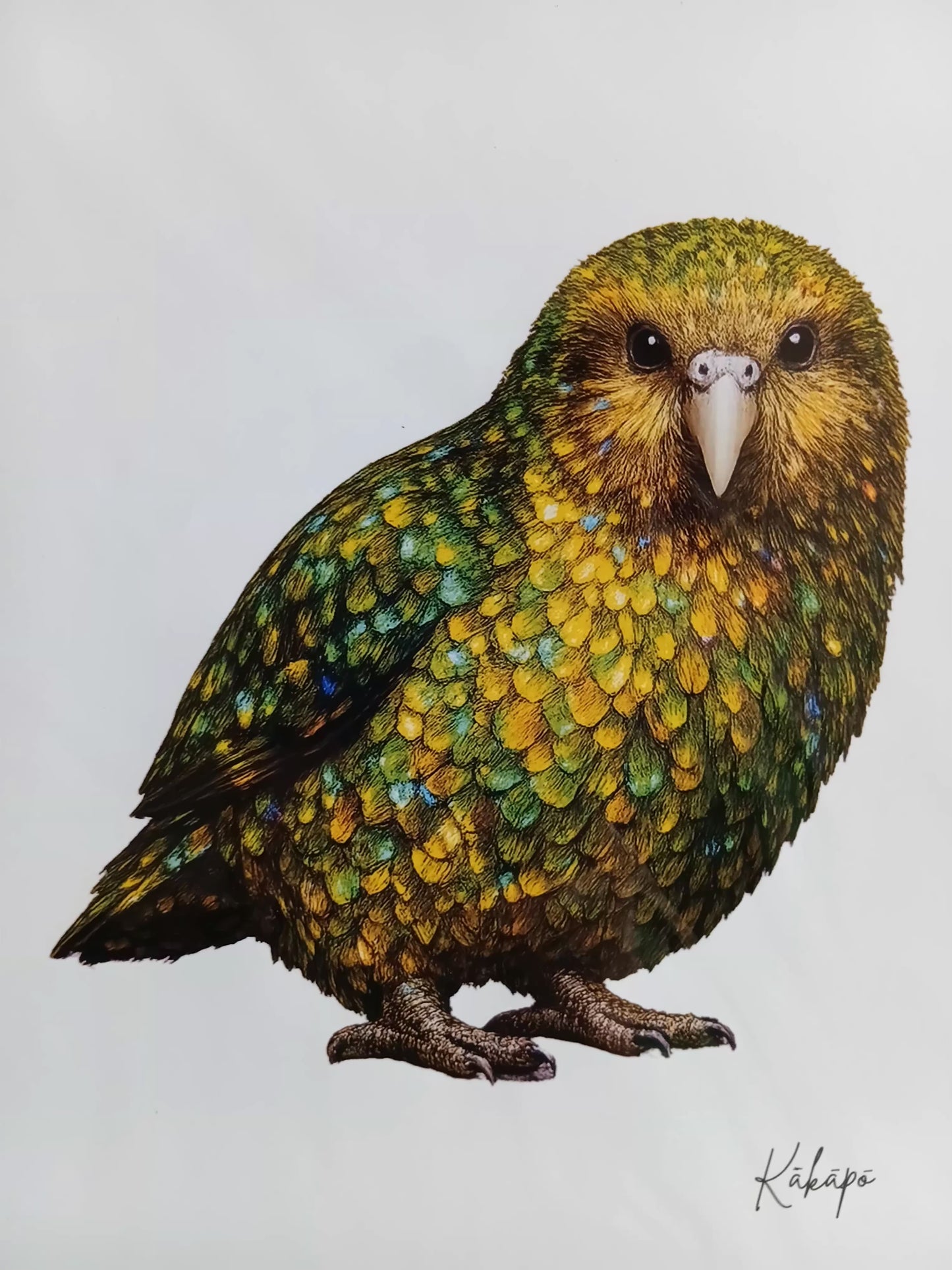 A4 Kakapo print