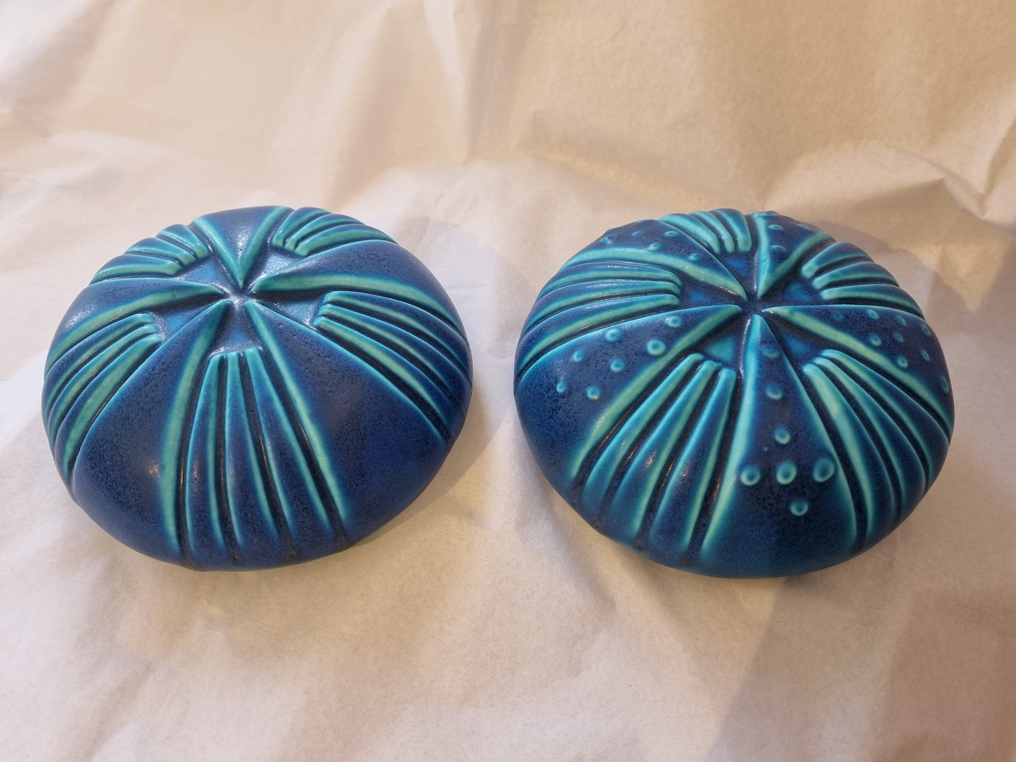 Kina and Cockle shell