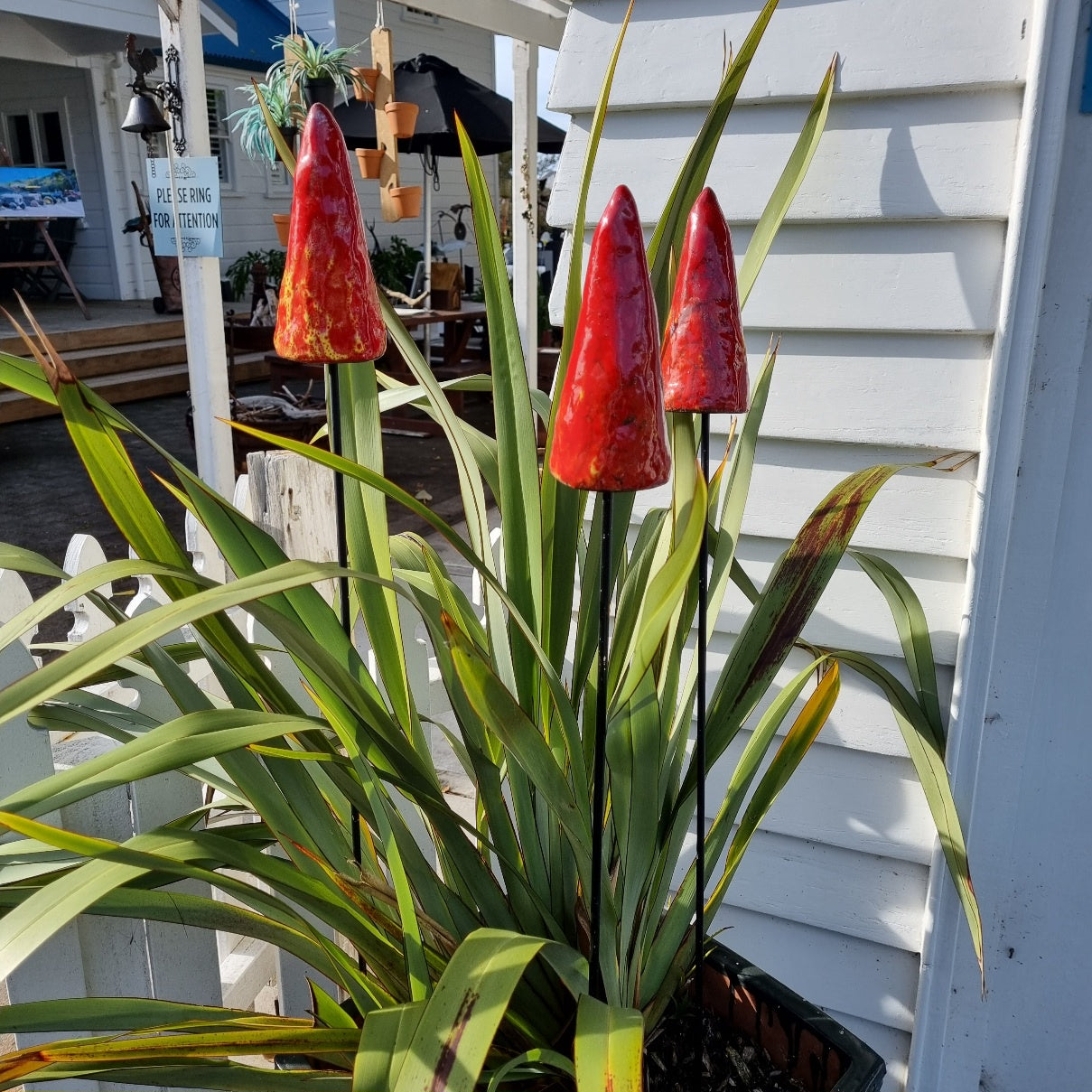 Red Hot Pokers