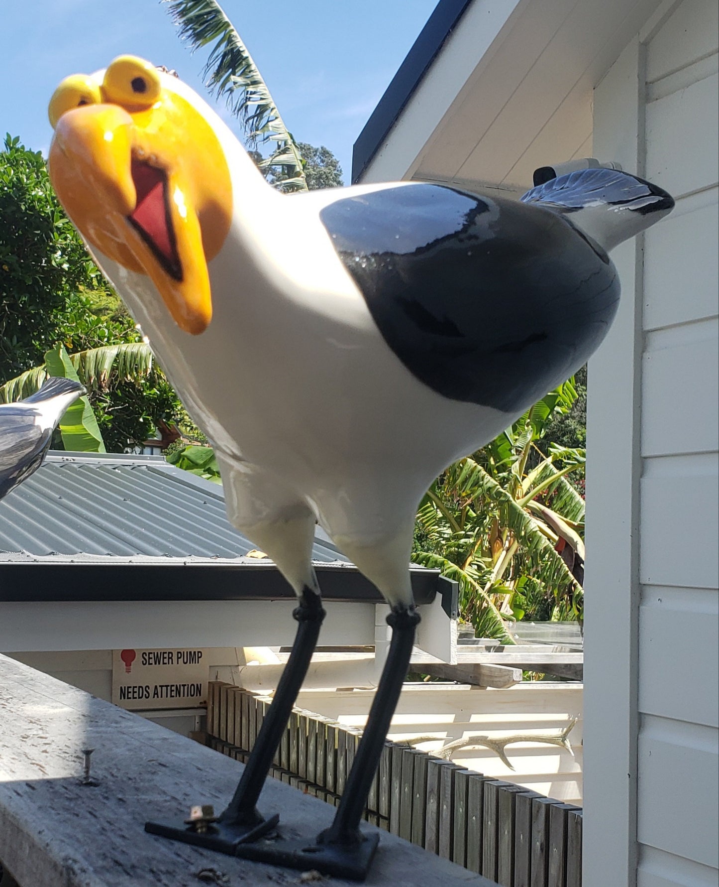 Seagull 5 open mouth