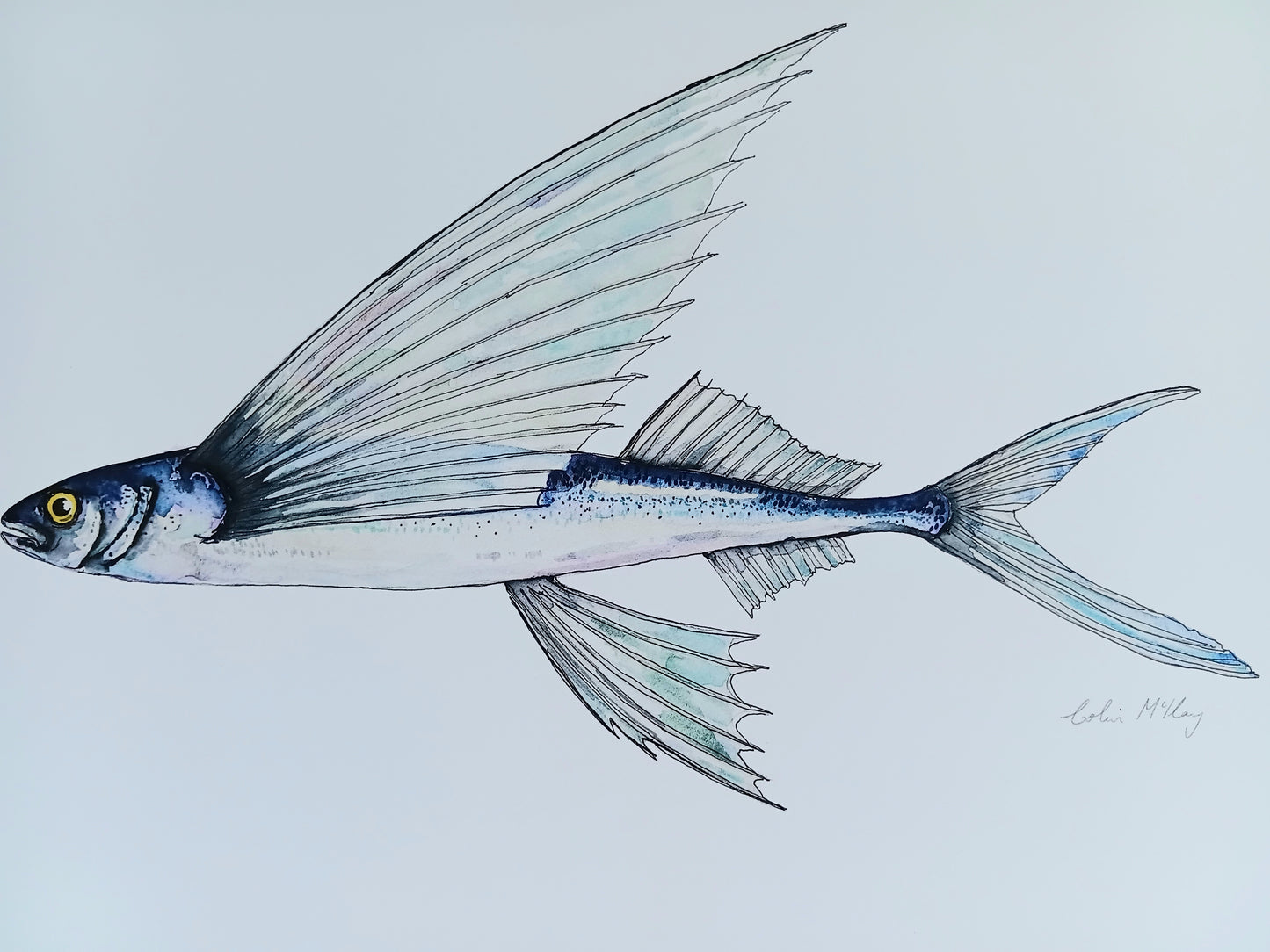 A3 Fred Flying Fish Watercolour print