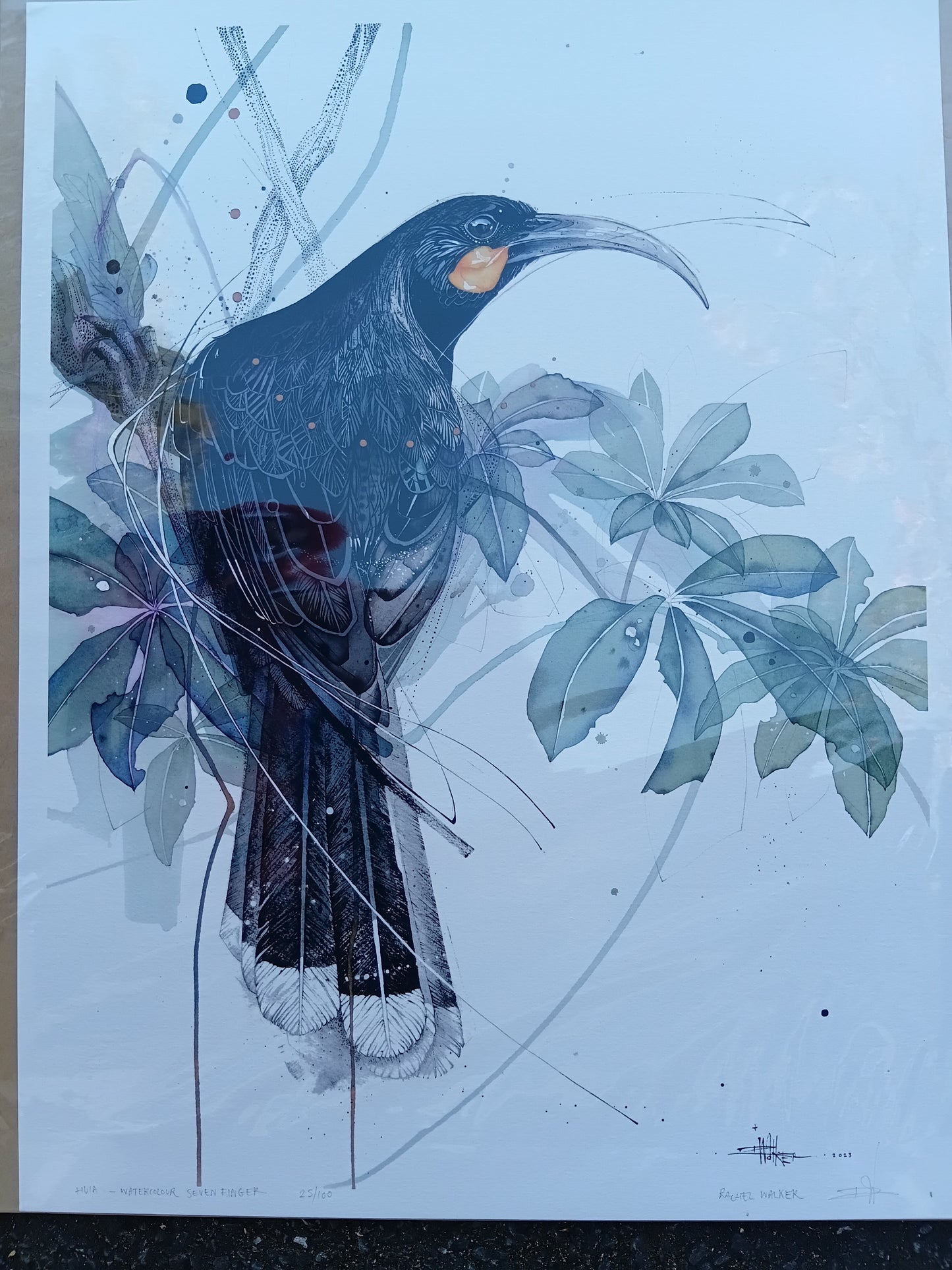 Huia - Seven Finger