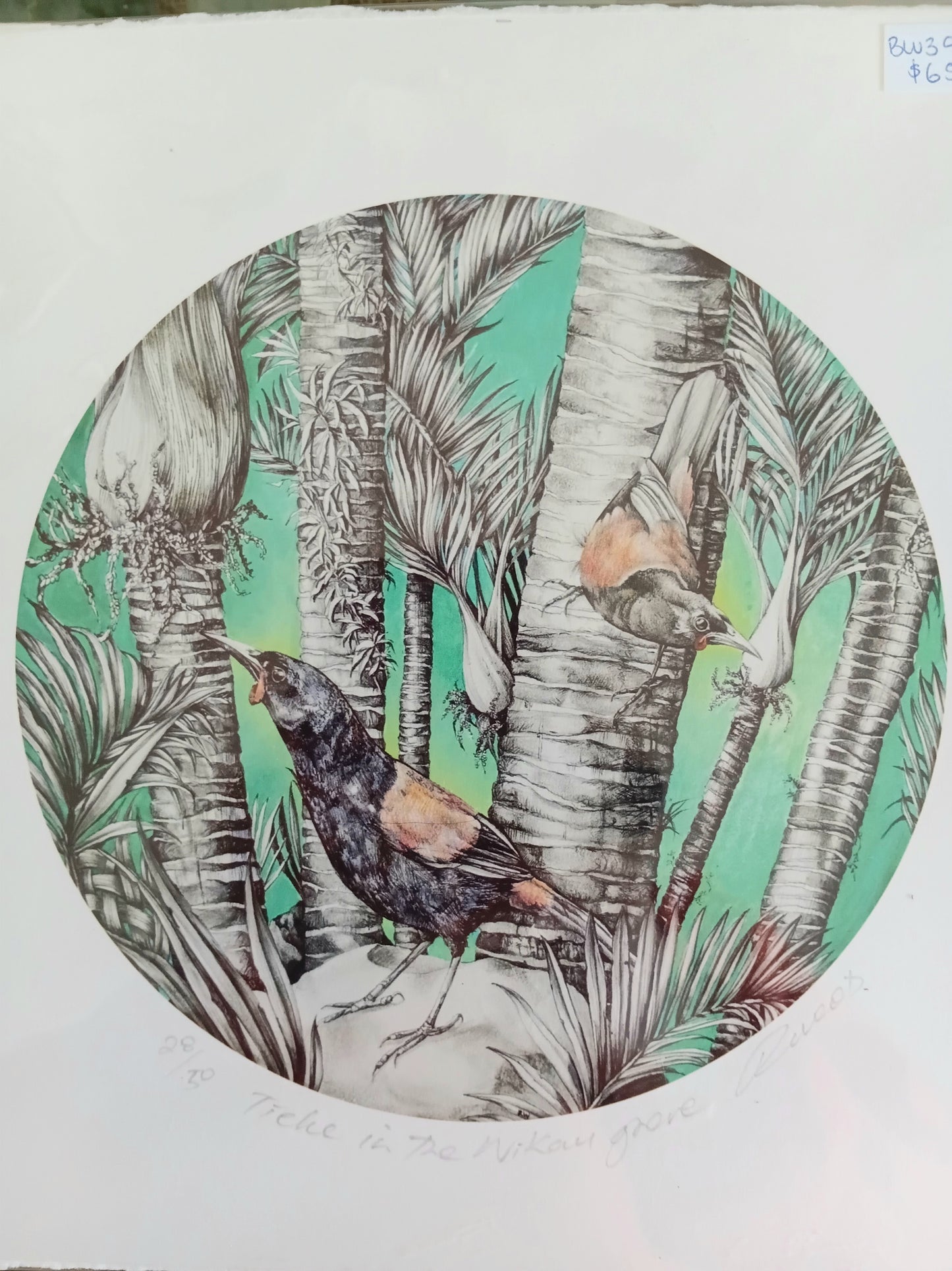 Tieke in The Nikau grove 21/50