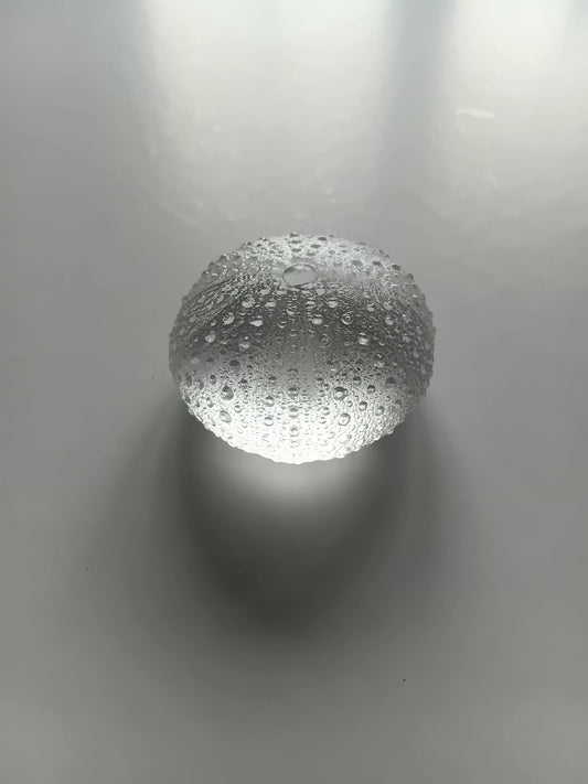 Large Glass Urchin -Clear/White 52mm