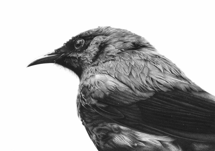 A3 Bathing Bellbird 25/60