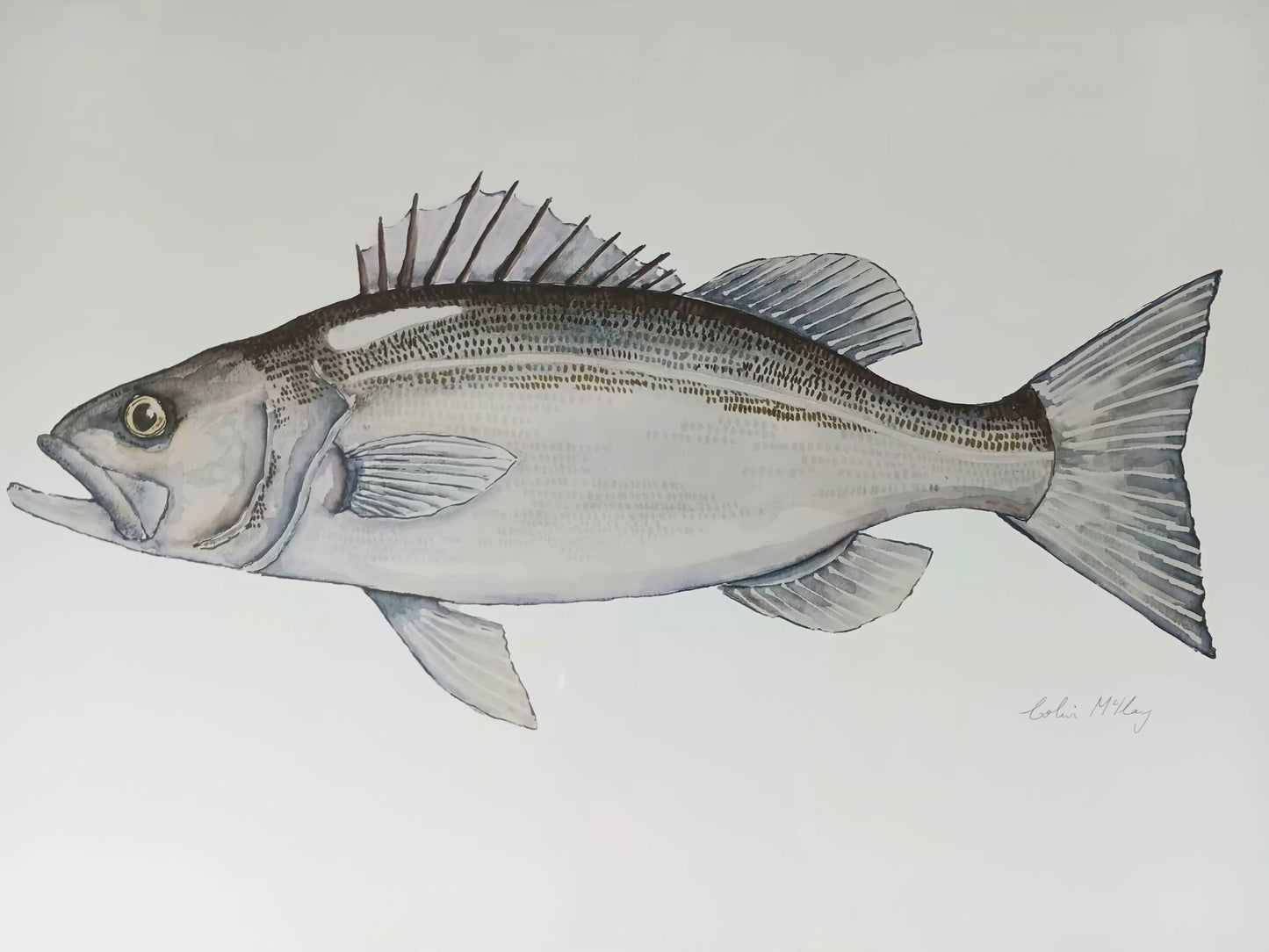 A4 Fred Flying Fish Watercolur Print