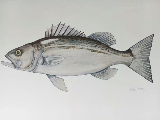 A2 Fred Flying Fish Watercolur Print