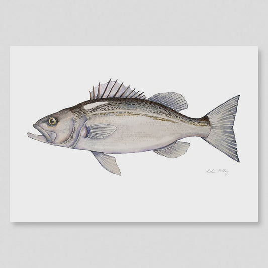 A2 Hapuka Watercolour Print (Limited Edition 1/50)