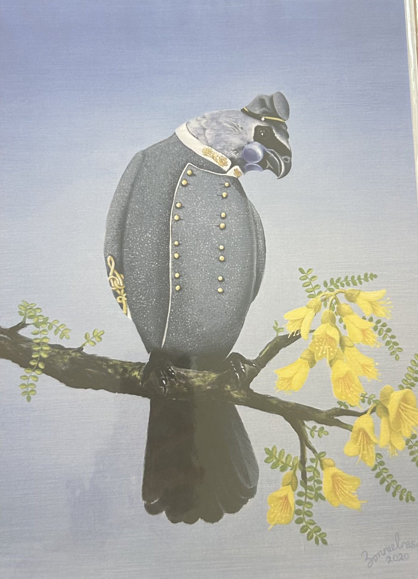 NZ Kokako Chauffer