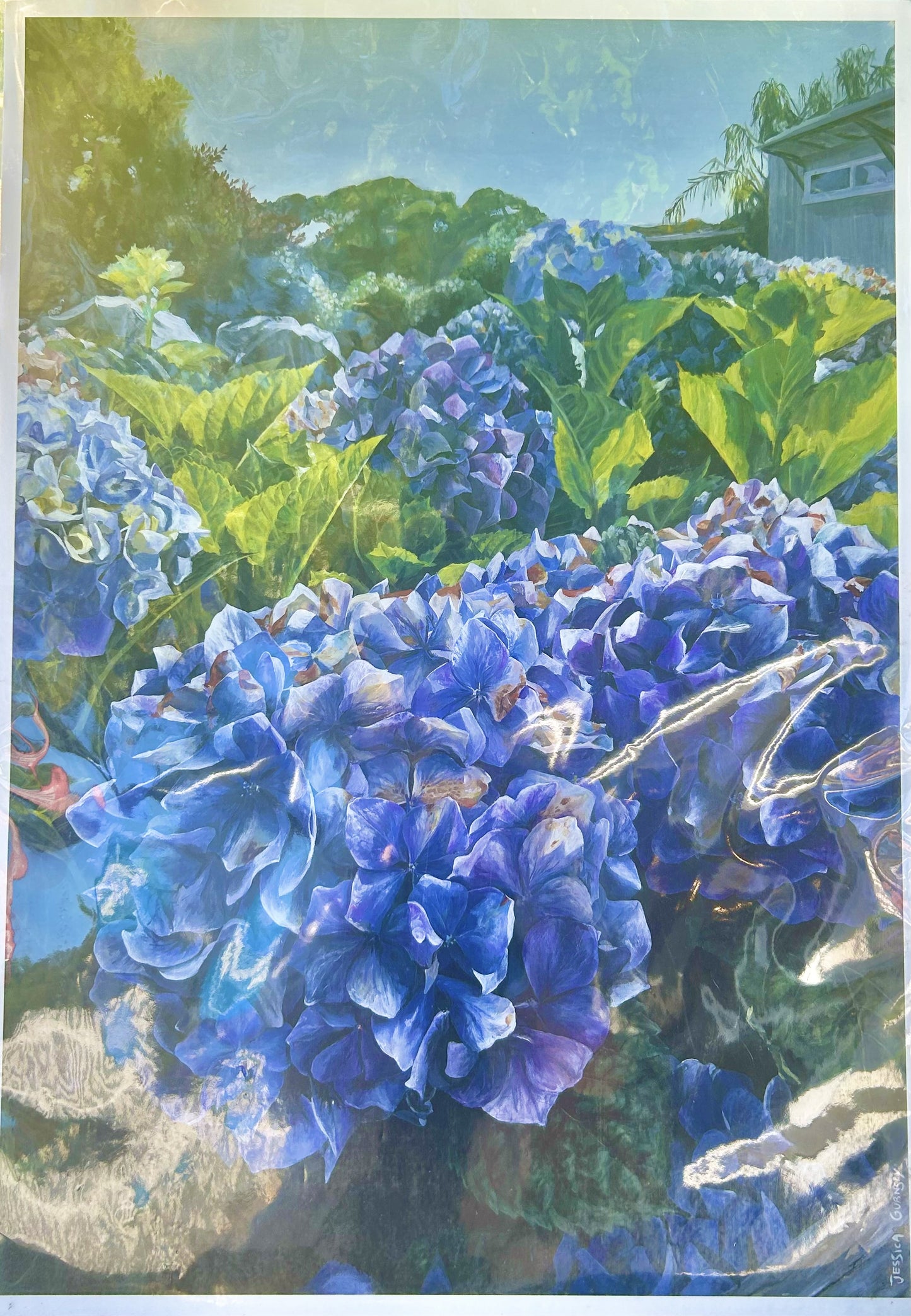 Hahei Hydrangeas