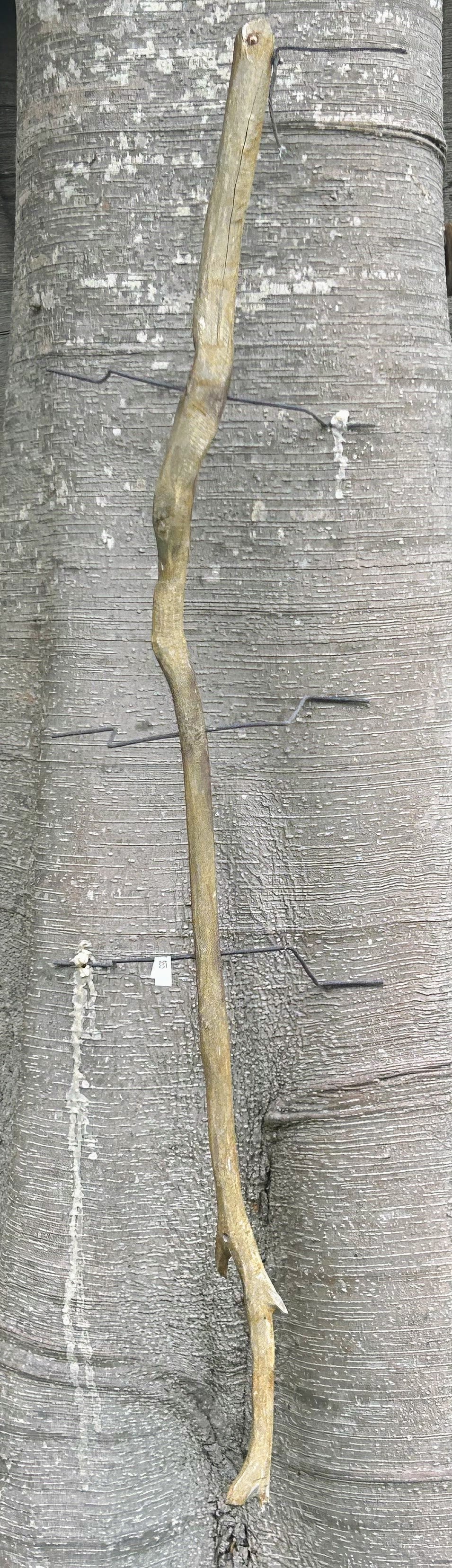Stick insect large