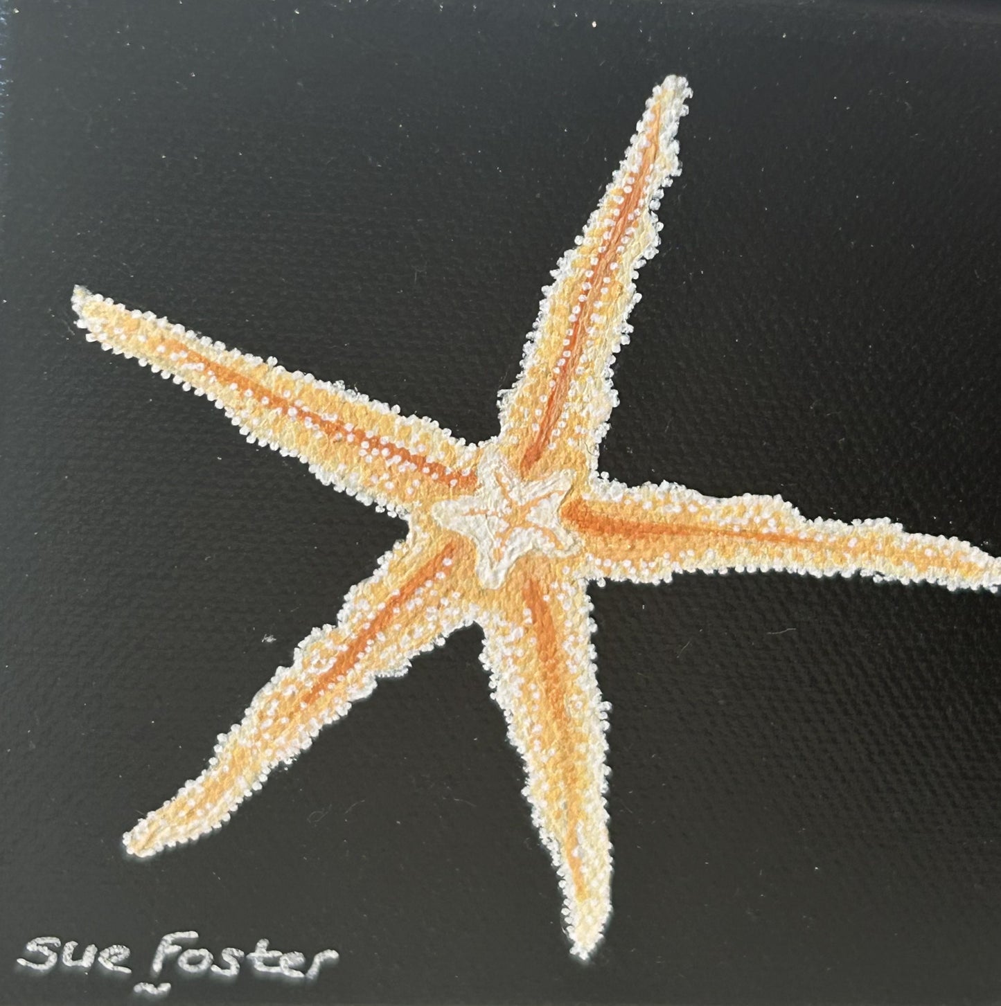 Starfish on Black Canvas