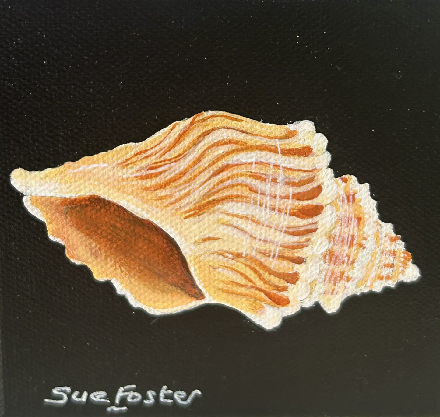 Conch Shell on Black Canvas
