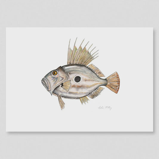 A2 John Dory Watercolour Print (Limited Edition 1/50)
