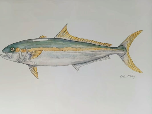 A2 Kingi Kingfish Watercolur Print