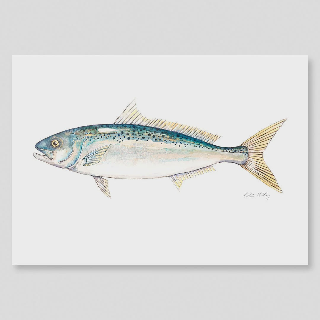 A3 Kahawai Watercolour Print