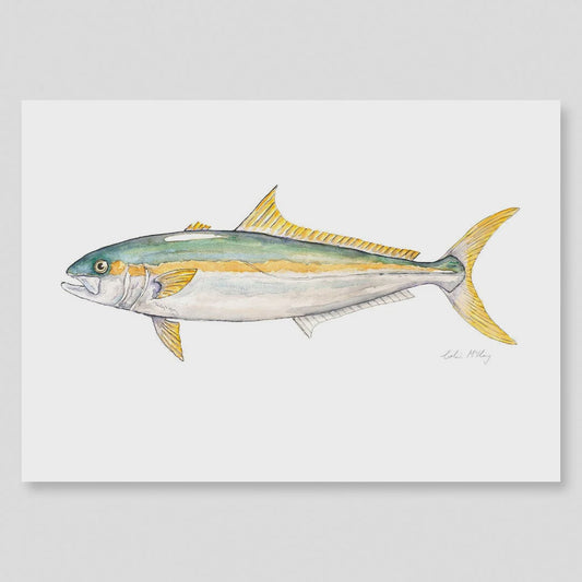 A2 Kingfish Watercolour Print (Limited Edition 1/50)