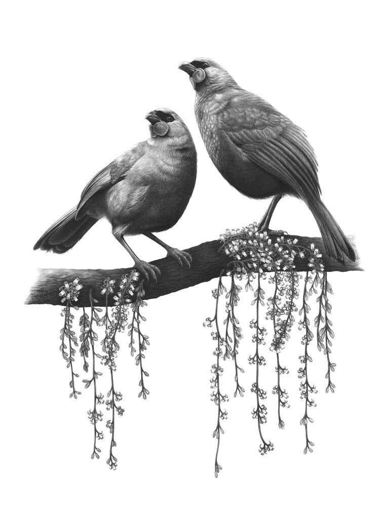 A4 Kokako Companions 8/80