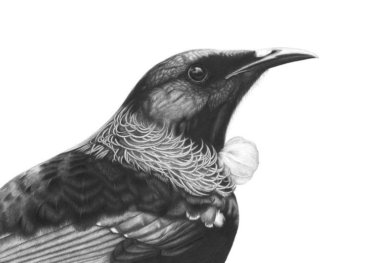 A3 Majestic Mr Tui 12/60