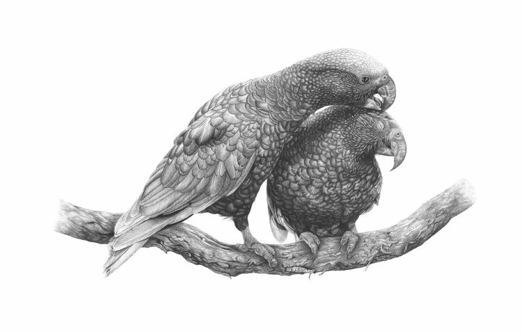 A4 Manaaki Kaka 49/80