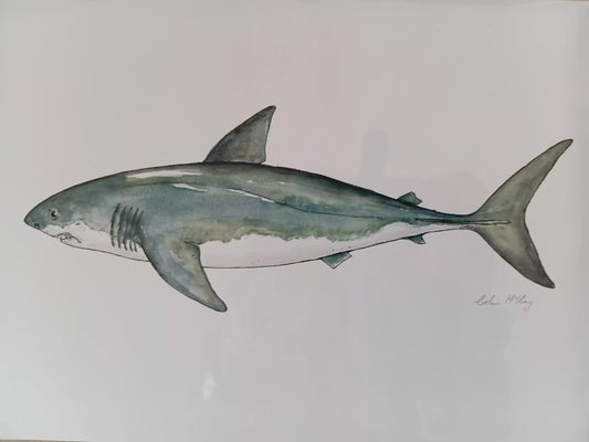 A4 Susie Shark Watercolur Print