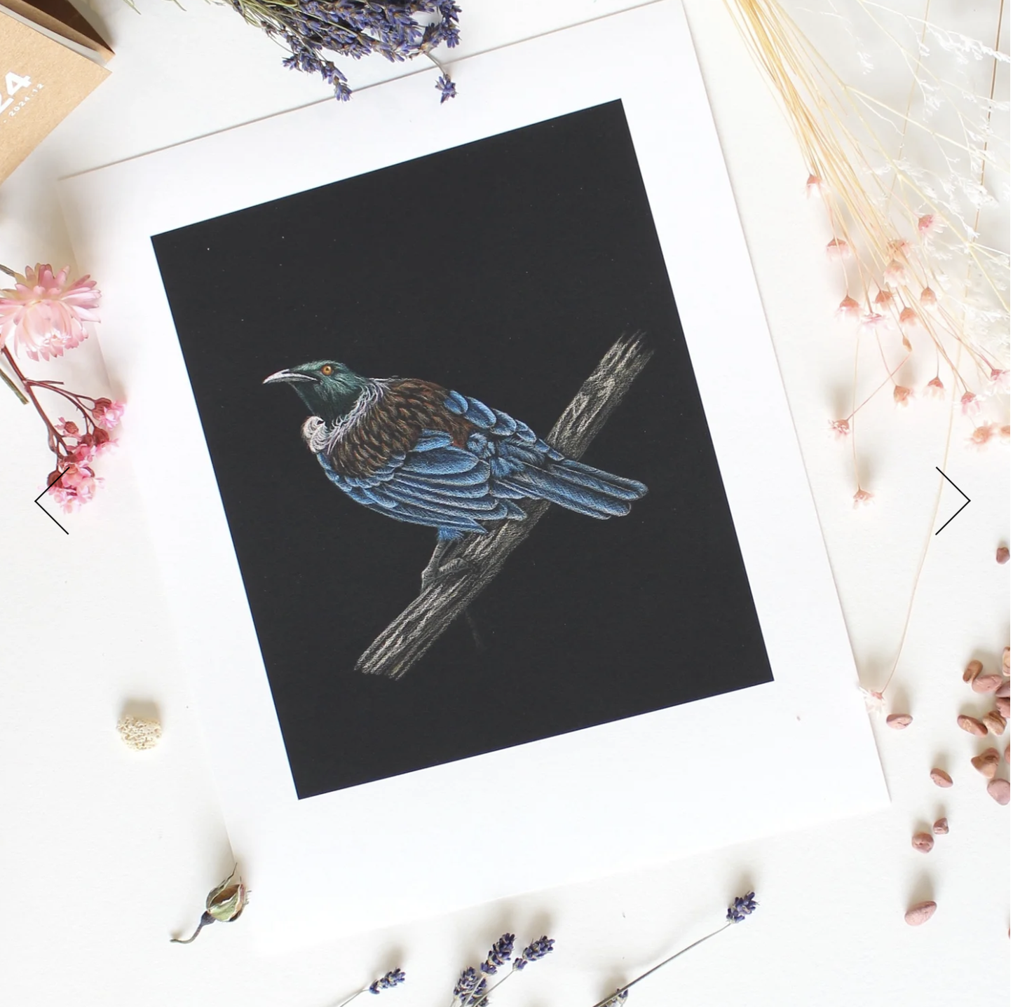 Tui on Log - 7/50