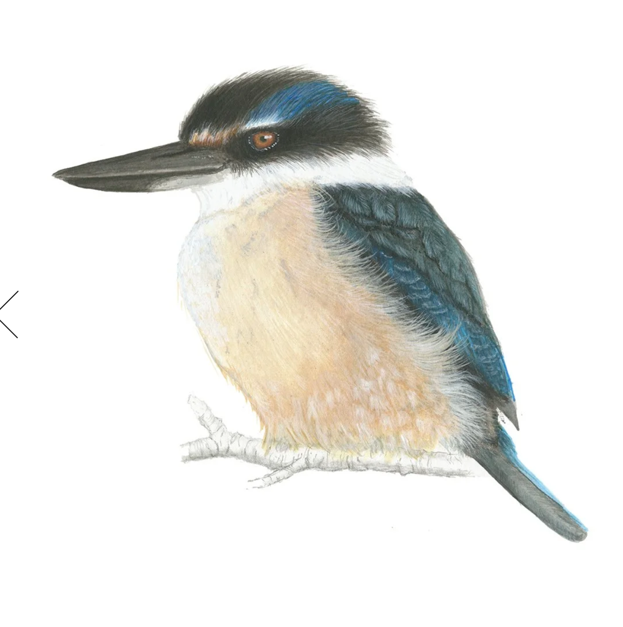 Kotare Kingfisher Print