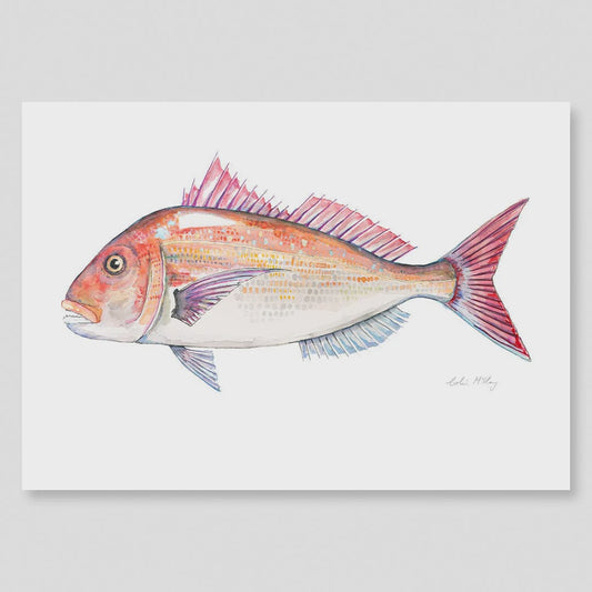A2 Snapper Watercolour Print (Limited Edition 1/50)
