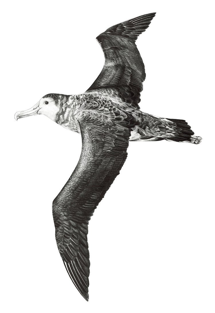 A4 Subantarctic Soaring 26/80