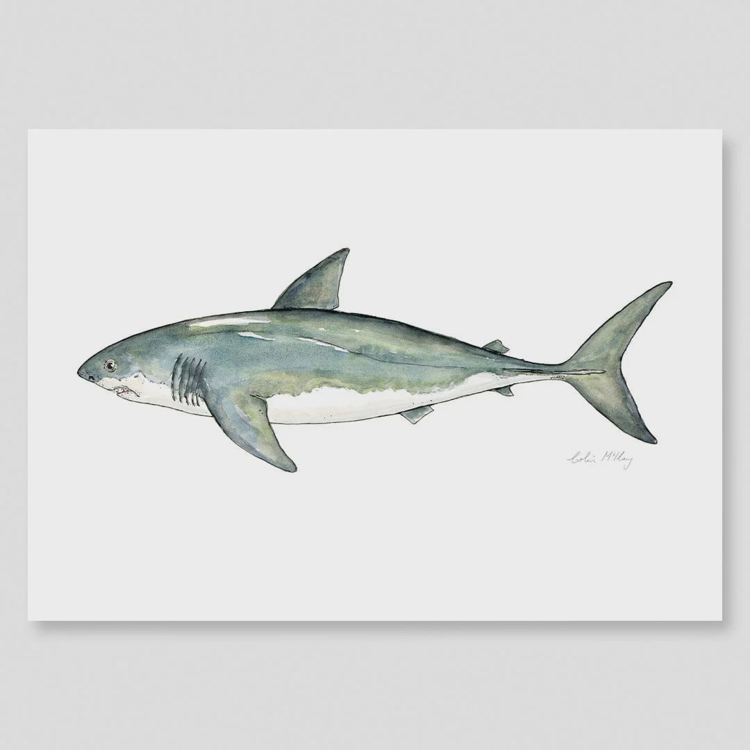 A3 Great White Shark Watercolour Print