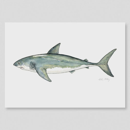 A3 Great White Shark Watercolour Print