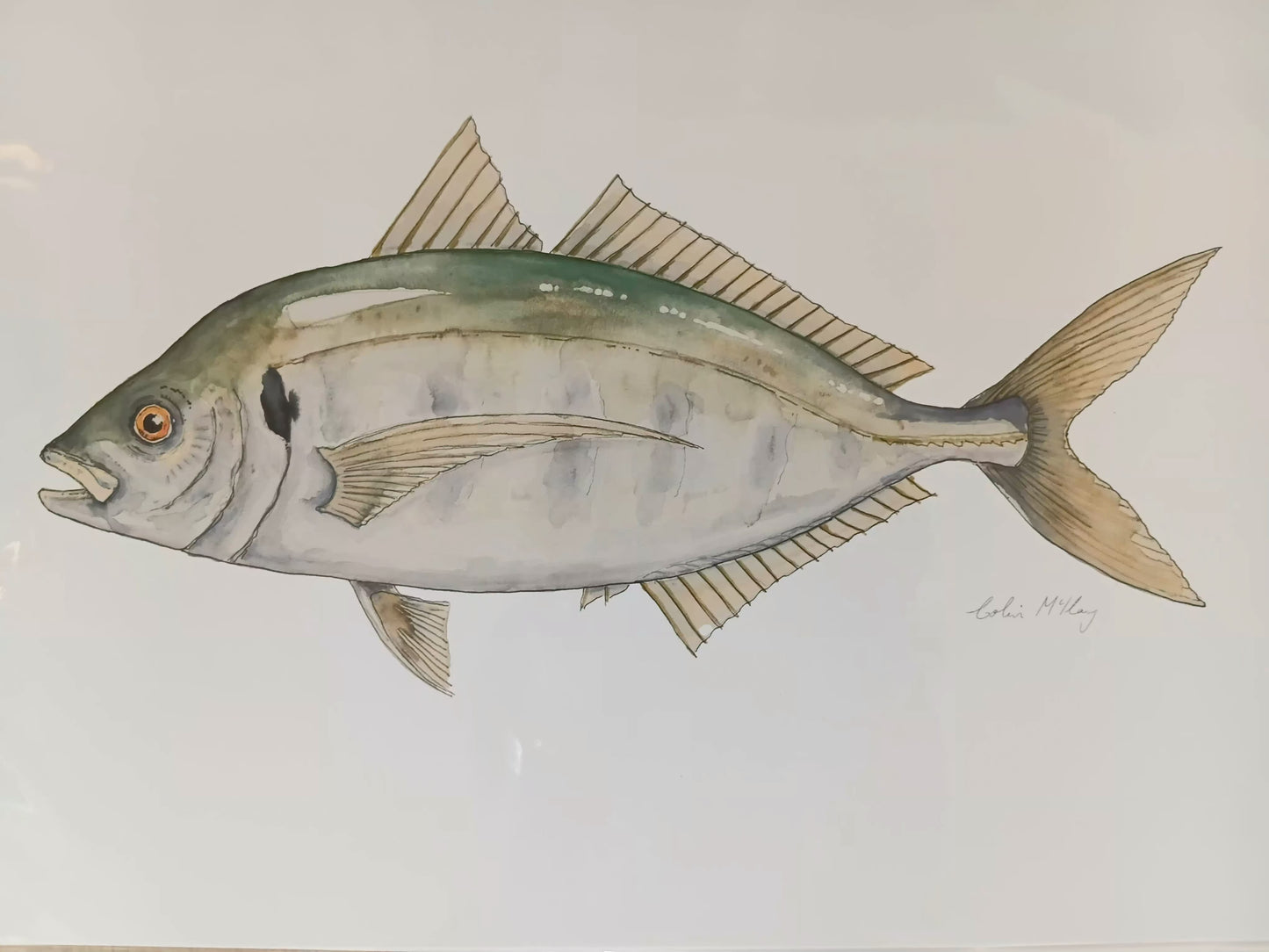 A3 Trev Trevally print