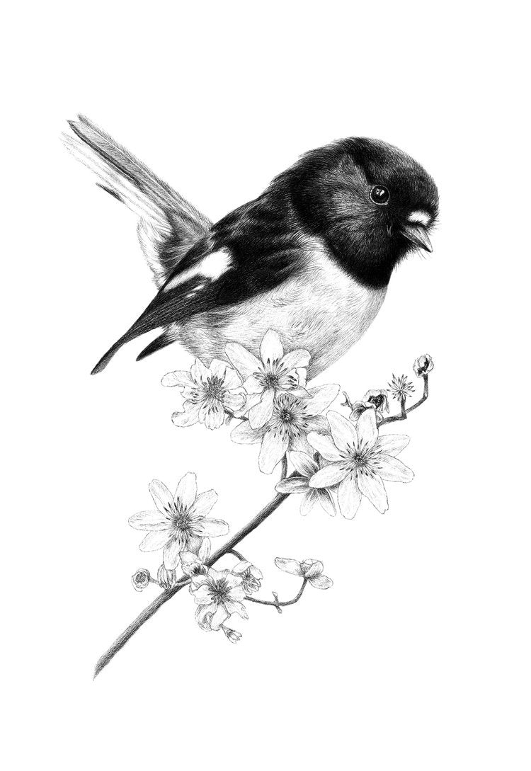 A3 Talkative Tomtit 1/60